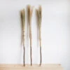 Broomcorn Cobwebber -Household Daily Necessities cobwebber2 d43e9dee 6e57 42a2 9a5e abeb9ffe3bf6