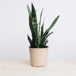 Woven Basket Planter -Household Daily Necessities woven basket planter lg e17dd430 34c2 41cf 9b56 495438e17fc2